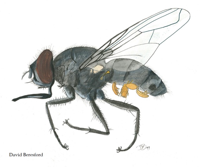 Beresford stable fly Stomoxys calcitrans
