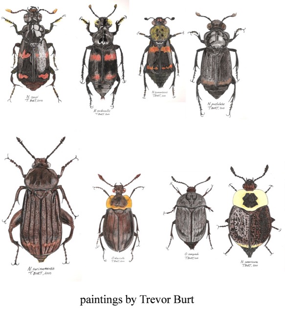 Trevor Burt beetles Silphidae